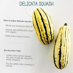 Zucchini Delicata Bush Kürbis Samen 2 - 1