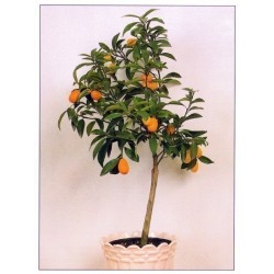 Semillas El naranjo enano, naranjo chino, kumquat  (Fortunella margarita)