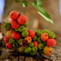 Cluster fig Seeds (Ficus racemose) 2.1 - 1
