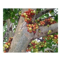 Semillas de Higuera India (Ficus racemosa) 2.1 - 4