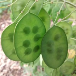 Honesty Silver Pennies Seeds (Lunaria annua) 2.5 - 4