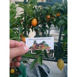 Semillas El naranjo enano, naranjo chino, kumquat  (Fortunella margarita)