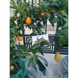 Kumquat Samen (Fortunella margarita)