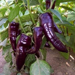 MARCONI PURPLE Violett Paprika Samen 1.65 - 2