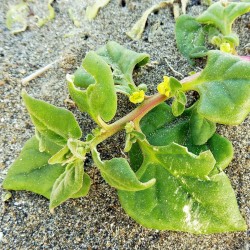 New Zealand Spinach Seeds (Tetragonia tetragonoides) 1.85 - 2