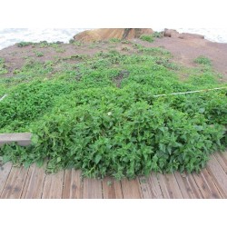 New Zealand Spinach Seeds (Tetragonia tetragonoides) 1.85 - 3