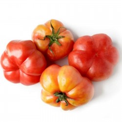 Semillas de Tomate Montserrat 1.95 - 2