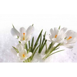 White Crocus bulbs 3.5 - 3