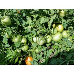 Alparac Tomatfrön - Variation från Serbien 1.95 - 3