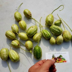 Maroon Cucumber, West Indian Gherkin Cucumber Seeds 1.85 - 2