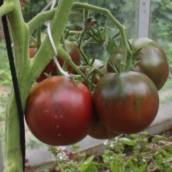 Sementes de Tomate Cigana 1.65 - 1