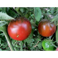 Gypsy Tomat Frö 1.65 - 3
