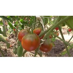 Zigan (Zigeuner, Gipsi) Tomaten Samen 1.65 - 6
