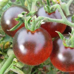 Semillas de tomate gitano 1.65 - 2