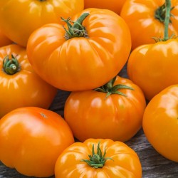 Semillas De Tomate Naranja Beefsteak 2.15 - 1