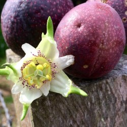 Semi di Passiflora adenopoda 1.85 - 1