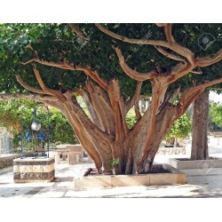 Sementes de Figueira-Religiosa (Ficus religiosa) 2.45 - 3