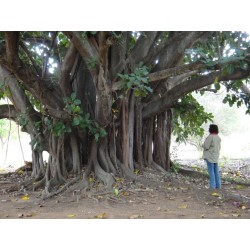 Semillas de Árbol de Bodhi - Bodh Gaia (Ficus religiosa) 2.45 - 4