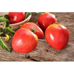 Seme paradajza VAL Sorta iz Slovenije 2 - 3