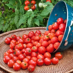 Σπόροι ντομάτας Paradiso Midi Rispen 1.85 - 2