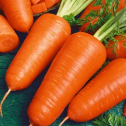 Graines de carotte Chantenay 3 - 1