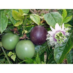 Σπόροι Λουλούδι Πάθος (Passiflora Edulis) 3 - 4