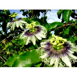 Σπόροι Λουλούδι Πάθος (Passiflora Edulis) 3 - 3