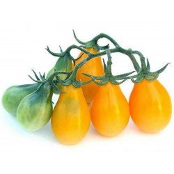 Semi di pomodoro Pera Gialla - Yellow Pear 1.95 - 1