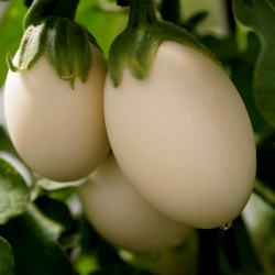 Påskäggplanta Solanum Molengina Frön "Golden Eggs" 1.85 - 2