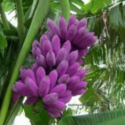 Seme Burmanske Plave Banane (Musa itinerans) 3.05 - 1