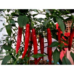 Semillas de Pimiento Cayena Rojo "Cayenne Long slim"