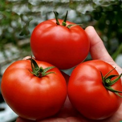 Semillas de Tomate Saint Pierre 1.5 - 1