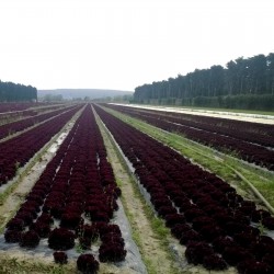 Lettuce Seeds Lollo Rossa Concorde 1.1 - 2