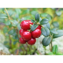 Semi Cranberry americano (Vaccinium macrocarpon)