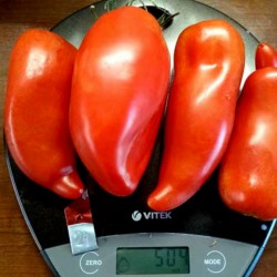 Sementes de tomate JERSEY DEVIL 1.95 - 5