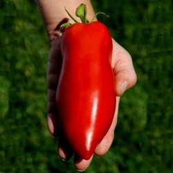 JERSEY DEVIL Tomato Seeds 1.95 - 1