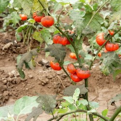 Semillas be Berenjena Turco, Berenjena Etíope (Solanum aethiopicum) 1.95 - 8
