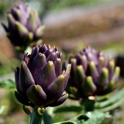 Σπόροι Αγκινάρες Violet de Provence 1.95 - 2