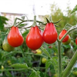 Röd Päron Tomat frön 1.9 - 2
