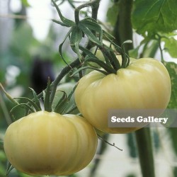 White Wonder Tomaten Samen 1.65 - 2