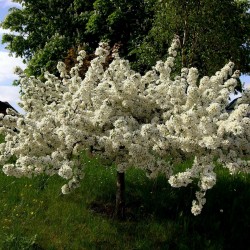 Σπόροι Μήλο Καβούρι Sargent, η Malus sargentii 1.95 - 4
