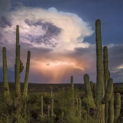 Saguaro Kaktus Seme (Carnegiea gigantea) 1.8 - 2