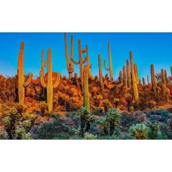 Κάκτος Σπόροι Saguaro (Carnegiea gigantea) 1.8 - 5
