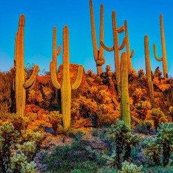 Κάκτος Σπόροι Saguaro (Carnegiea gigantea) 1.8 - 1