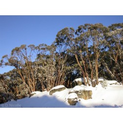 Snow Gum Eucalyptus Seeds - Hardy −23 °C 2.05 - 9