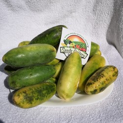 Curuba - Banana Passion Fruit Seme (Passiflora mollissima) 1.85 - 2