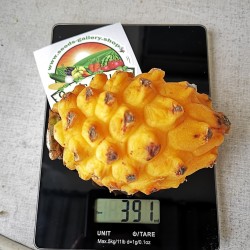 Gelbe Drachenfrucht Samen Pitahaya 2.5 - 2