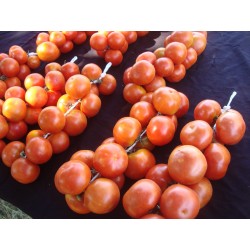 Spanish Hanging Tomato Seeds 1.75 - 3