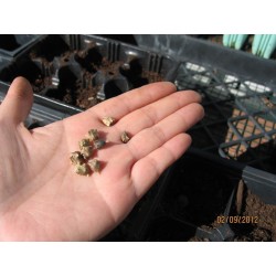 Neuseeländer Spinat Samen (Tetragonia tetragonoides) 1.85 - 6