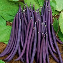Amethyst Dwarf Bean Seeds 1.75 - 1